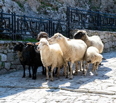 Voyage en groupe en Albanie péninsule balkanique