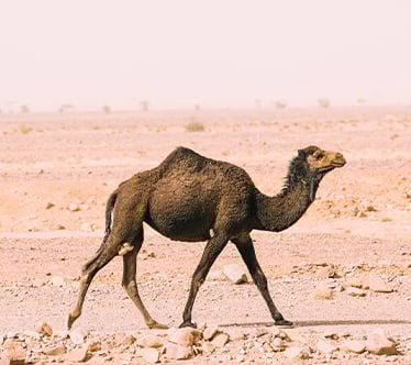 Nouvelles Destinations Groupes Marrakech Maroc