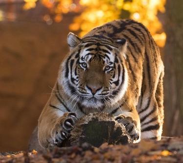 Nouvelles Destinations Groupe Zoo Pairi Daiza