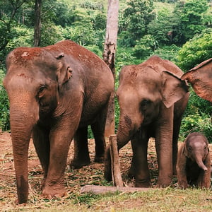 voyage-groupe-en-thailande-chiang-mai