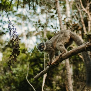 Lémurien de Madagascar lors d'un voyage de groupe